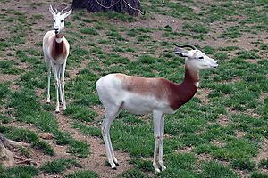 Gazella dama ruficollis 3zz.jpg