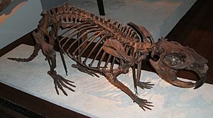 Giant-beaver-fieldmuseum