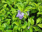 Golden Duranta Bush with flowers