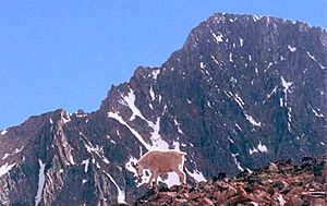 Granite Peak Montana