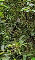 Green-billed Malkoha - Bangi, Malaysia