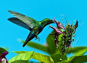 Green throated carib shs.jpg