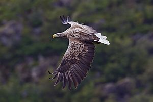 Haliaeetus albicilla (Svolvær, 2012)