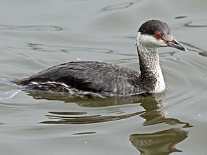 Horned Grebe RWD2