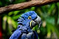 HyacinthMacaw