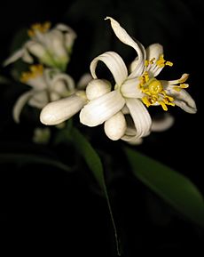 Improved Meyer Lemon Early Flower