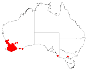 Isopogon teretifoliusDistMap35.png