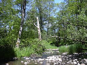 Johnson Creek2.JPG