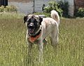 Kangal-welpen-de 003