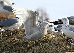Larus glaucoides DrydenNY