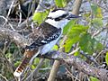 Laughing Kookaburra2