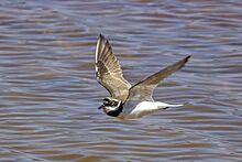 Little ringed plover (Charadrius dubius) in flight Malta