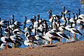 Magpie Geese June09 02