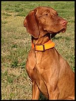 Male Vizsla