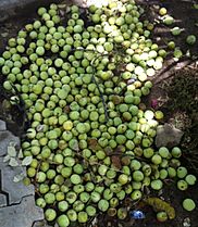 Marula fruits Ongwediva March 2016