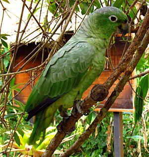 Mealy Parrot, Peru.jpg