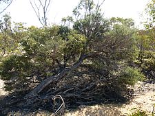 Melaleuca cucullata habit)