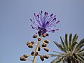 Muscari à toupet à Djerba