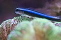 Neon Blue Goby.jpg