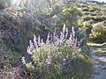 On Stockton Creek Preserve trail