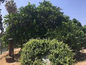 Parent Navel Orange Tree Riverside