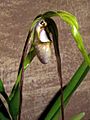 Phragmipedium warszewiczianum Orchi 02