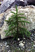 Picea glauca sapling Kluane NP