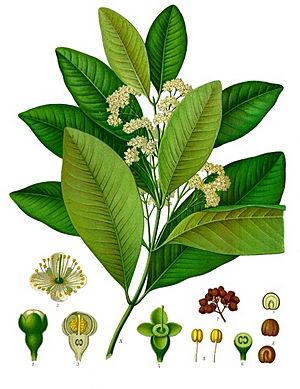 Pimenta dioica - Köhler–s Medizinal-Pflanzen-239.jpg