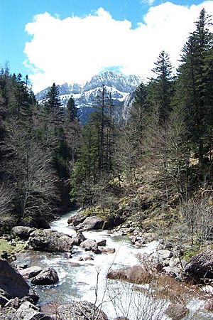 Pirineo Selva de Oza 1