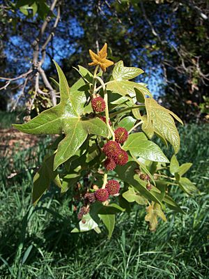 Platanus racemosa-6