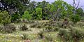 Ranchland in the Edwards Plateau, Mason County, Texas, USA (17 April 2015)