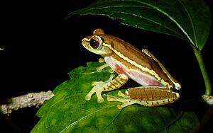 Rhacophorus lateralis Coorg.jpg