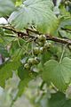 Ribes nigrum 'Vertti'