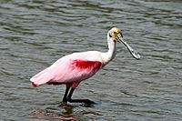 Roseate spoonbill (Ajaia ajaja).JPG