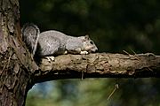 Sciurus niger1.jpg