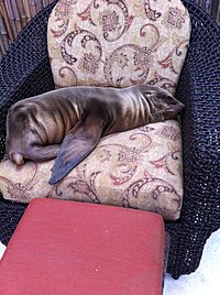 Sea Lion Lounging.JPG