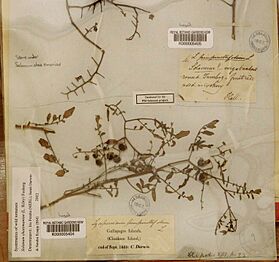 Solanum cheesmaniae herbarium sheet Charles Darwin Chatham Island Galapagos Sept 1835