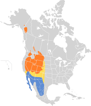 Spizella breweri map.svg