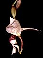 Stanhopea insignis Orchi 001