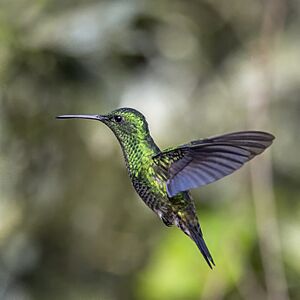 Steely-vented hummingbird (Saucerottia saucerottei saucerottei) in flight Las Tangaras
