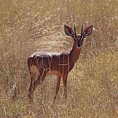 Steenbok (Raphicerus campestris) male