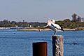 Strange pelican behaviour