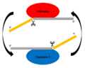 The Ping-Pong Method