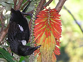 Tui feeding upside down