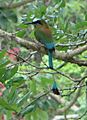 Turquoise-browed Motmot - Eumomota superciliosa