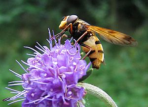 Volucella inanis 03