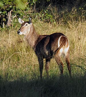 Waterbuck in Botswana