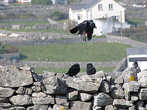 Western Jackdaws on Inisheer (flying)