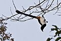 White-bellied Treepie (5800207678)