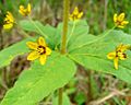 Whorled Loosestrife (1054676614)